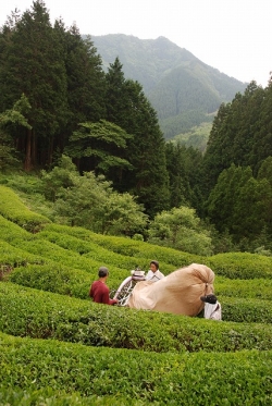 五ヶ瀬町の釜炒り茶『宮崎茶房』