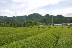 五ヶ瀬町の釜炒り茶『宮崎茶房』