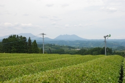 五ヶ瀬町の釜炒り茶『宮崎茶房』