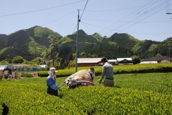 五ヶ瀬町の釜炒り茶『宮崎茶房』