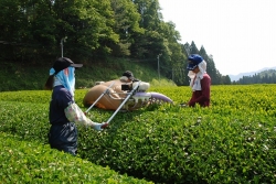 五ヶ瀬町の釜炒り茶『宮崎茶房』