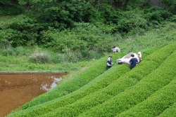 五ヶ瀬町の釜炒り茶『宮崎茶房』