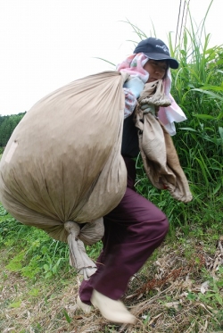 五ヶ瀬町の釜炒り茶『宮崎茶房』