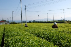 五ヶ瀬町の釜炒り茶『宮崎茶房』