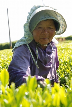 五ヶ瀬町の釜炒り茶『宮崎茶房』