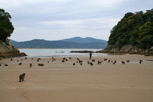 「幸島」→「都井岬」　串間に生息する野生の動物達。「幸島」