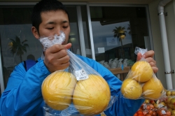 「幸島」→「都井岬」　串間に生息する野生の動物達。「道の駅・なんごう」