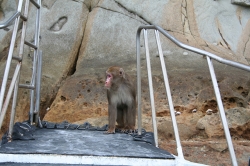 「幸島」→「都井岬」　串間に生息する野生の動物達。「幸島」