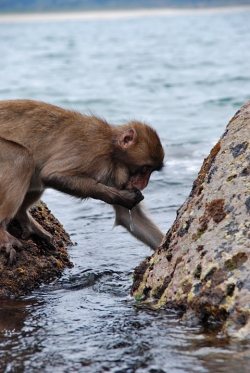 「幸島」→「都井岬」　串間に生息する野生の動物達。「幸島」