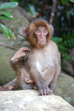 「幸島」→「都井岬」　串間に生息する野生の動物達。「幸島」