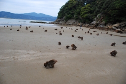 「幸島」→「都井岬」　串間に生息する野生の動物達。「幸島」
