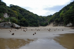 「幸島」→「都井岬」　串間に生息する野生の動物達。「幸島」