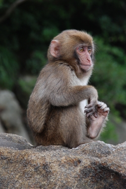 「幸島」→「都井岬」　串間に生息する野生の動物達。「幸島」