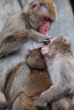 「幸島」→「都井岬」　串間に生息する野生の動物達。「幸島」