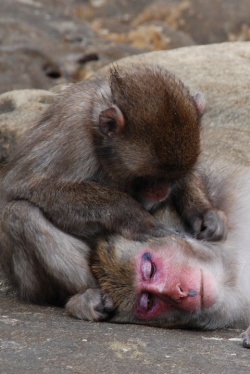 「幸島」→「都井岬」　串間に生息する野生の動物達。「幸島」