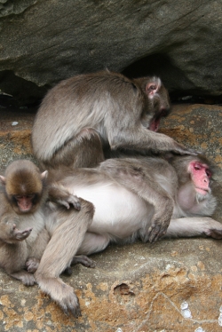 「幸島」→「都井岬」　串間に生息する野生の動物達。「幸島」