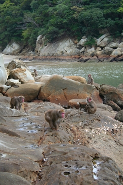 「幸島」→「都井岬」　串間に生息する野生の動物達。「幸島」