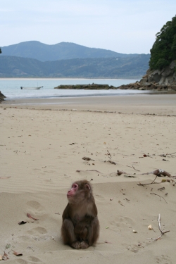 「幸島」→「都井岬」　串間に生息する野生の動物達。「幸島」