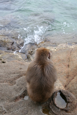 「幸島」→「都井岬」　串間に生息する野生の動物達。「幸島」