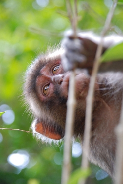 「幸島」→「都井岬」　串間に生息する野生の動物達。「幸島」