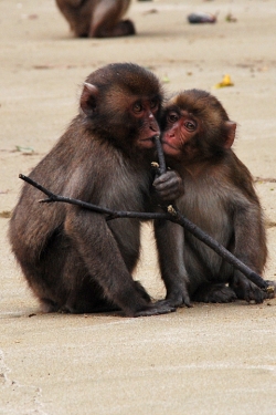 「幸島」→「都井岬」　串間に生息する野生の動物達。「幸島」