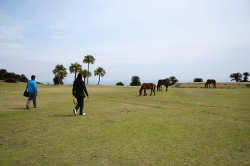 「幸島」→「都井岬」　串間に生息する野生の動物達。