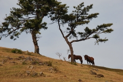 「幸島」→「都井岬」　串間に生息する野生の動物達。「都井岬・御崎馬」