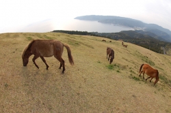 「幸島」→「都井岬」　串間に生息する野生の動物達。「都井岬・御崎馬」