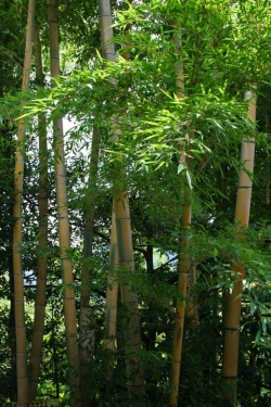 高千穂巡り・三ヶ所神社