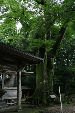 高千穂巡り・下野八幡神社