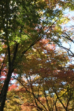 耶馬渓・渓石園