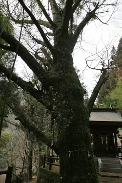 杖立温泉めぐり・杖立プリン伝説プロジェクト