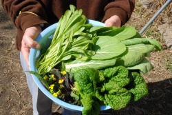 ファームカノン・採れたての野菜