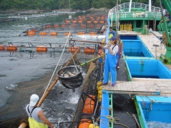 島野浦島・養殖場