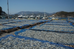 島野浦・キビ天日