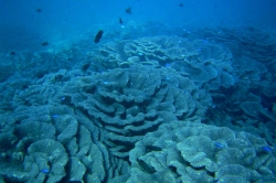 島野浦・オオスリバチ珊瑚