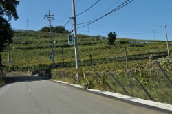 ぶどうとワインの町『勝沼』散策・移動～横浜から勝沼へ