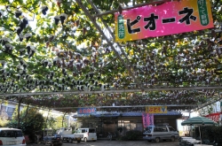 ぶどうとワインの町『勝沼』散策・三沢園