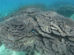 延岡マリンサービス・オオスリバチ珊瑚