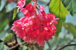 久住高原フラワーズヴァレー&植物園