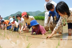 子ども田植え体験風景