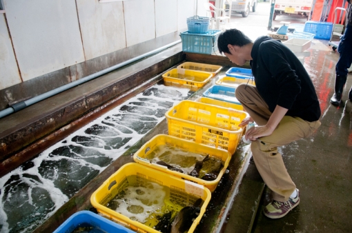 日向灘地魚料理　四季食彩くらや・仕入れ風景