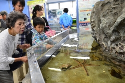 間門小学校タッチングプール･12