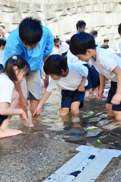 間門小学校・タッチングプール31