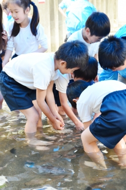 間門小学校・タッチングプール39