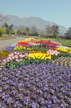 くじゅう花公園・チューリップ