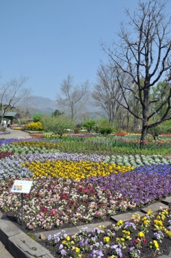 くじゅう花公園・チューリップ