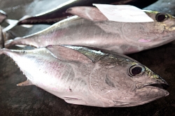 日向灘地魚料理　四季食彩くらや・地どれの天然食材