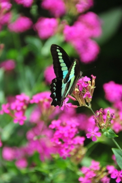 ヒバリカフェ・庭の花