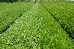 五ヶ瀬町の釜炒り茶『宮崎茶房』・茶畑